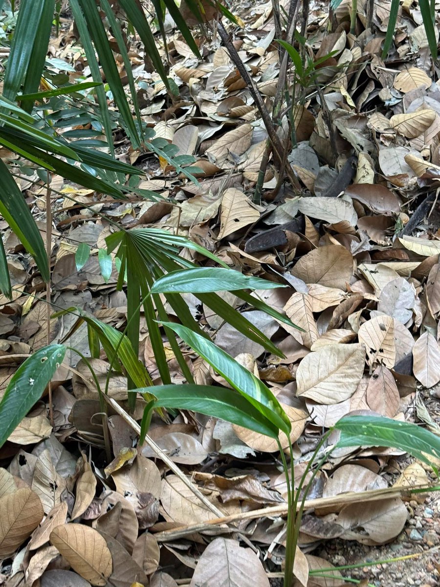 กลุ่มงูวันนี้เจอคนเอารูปนี้มาโพสต์ถามว่างูอะไรครับ….. โอเคกูตายคนแรก คอนเม้นบอกว่ามีพิษต่อระบบเลือดด้วย ลาก่อน 55555