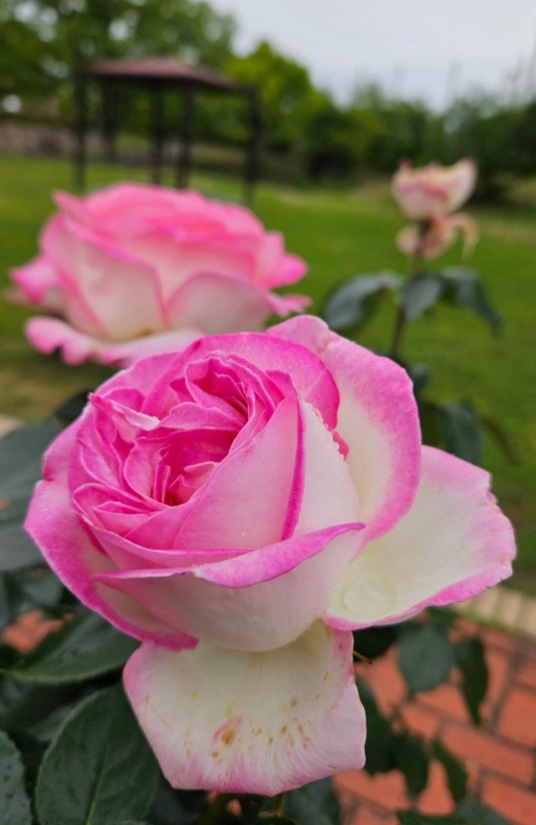 ⭐︎ぱるむ⭐︎ ロデム (@rodemu_ground) / Posts / X