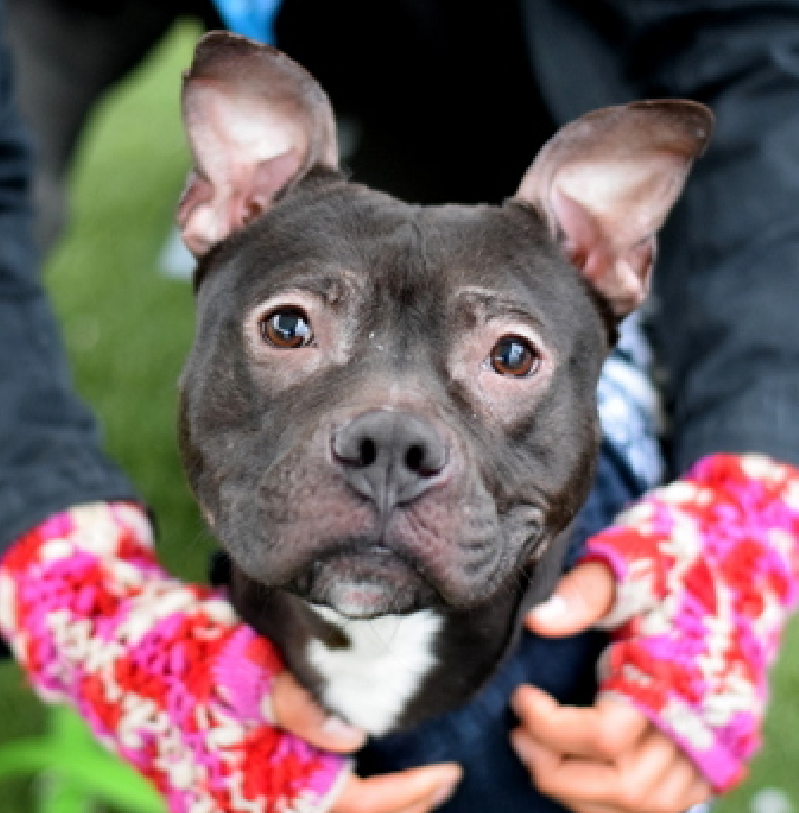 NMBewitched's tweet image. Who needs to be loved by a #PocketPittie 
What a gentle, sweet, old soul 🥰😇🥰

Bowie🎶💝
#AdoptMe  
nycacc.app/#/browse/245382 
#MakeMeYourFureverValentine