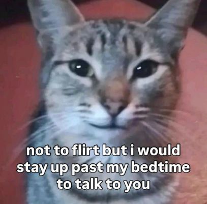 Tweets Of Cats (@tweetsofcats) on Twitter photo 