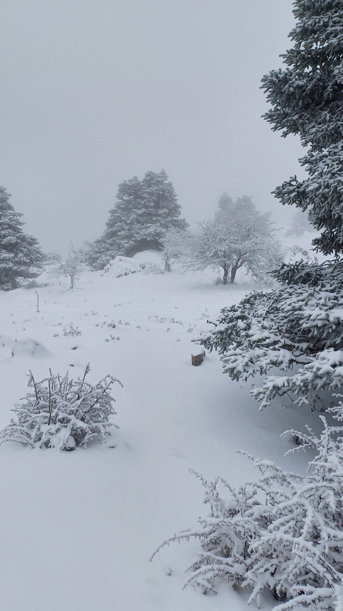 De película la estampa hoy en la Sierra de las Nieves, Málaga 😍❄️
#nieve #invierno 
<a href="/tormentayrayos/">Jose Luis Escudero Gallegos</a> <a href="/tiempobrasero/">Tutiempo</a> <a href="/aquilatierratve/">Aquí la Tierra</a> <a href="/jacobpetrus_tve/">Jacob Petrus</a> <a href="/Storm_Malaga/">Storm Málaga</a>