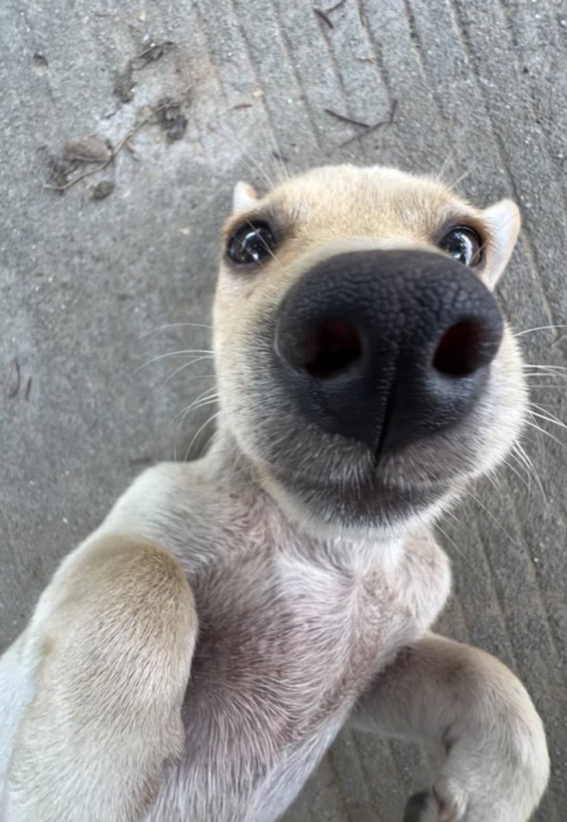 Puppies 🐶 (@puppiesiover) on Twitter photo 