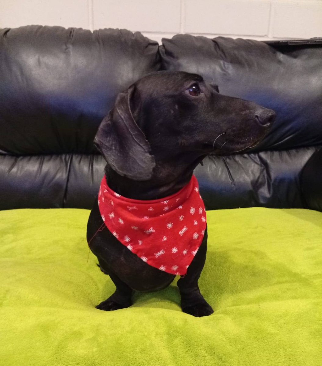 Milo fue encontrado desnutrido, con fractura de cadera y de su patita izquierda. Ya se encuentra sano, castrado y vacunado. Está listo para encontrar una familia que lo ame y lo cuide por siempre. Si deseas darle ese hogar, comunícate al +56986439491. Favor RT!
#Coquimbo