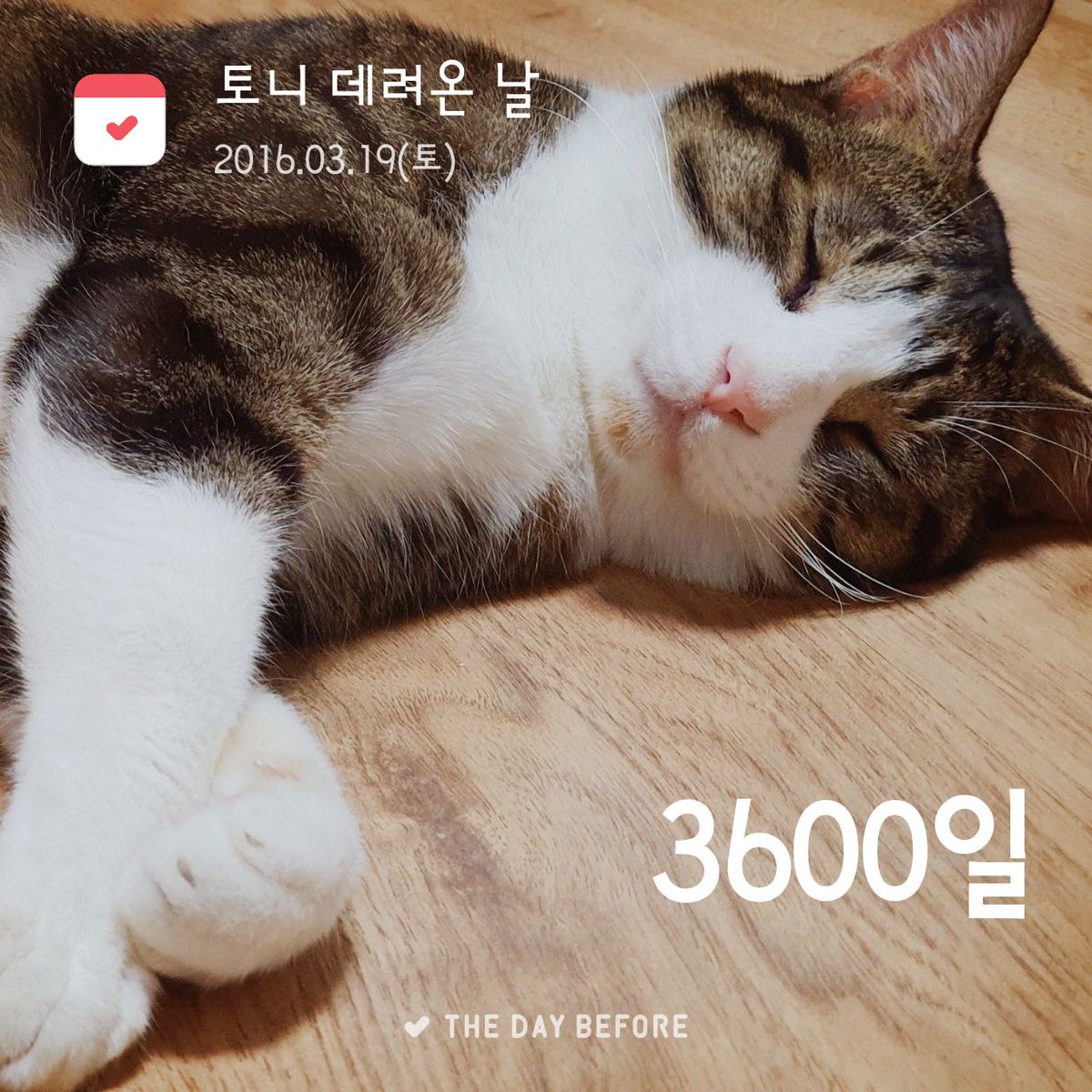 사랑해
#내고양이 #토니