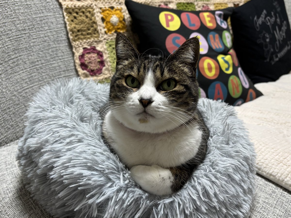 とらねこ Amazon.co.jp: VCD とらねこ(100万回いきたねこ)ノンスケール PVC製