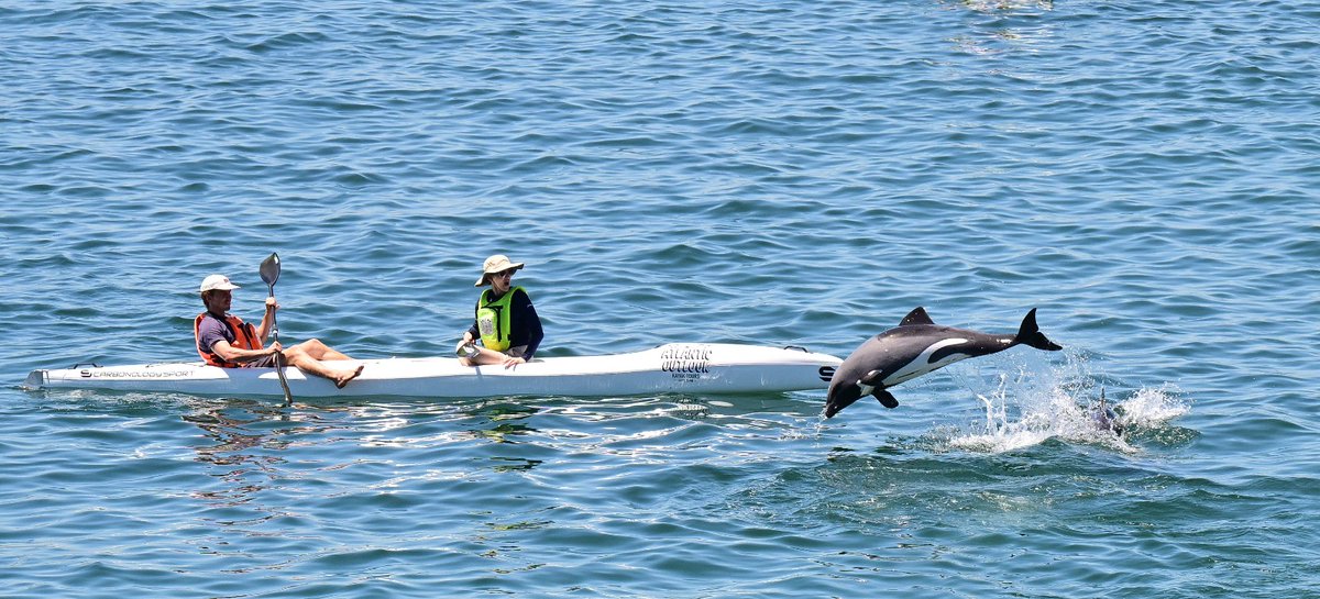 IOL's tweet photo. In Table Bay, kayakers glide across the water while dolphins leap near Granger Bay harbour. https://t.co/vwosM1qBoJ
📷: Henk Kruger / Independent Newspapers

#kayakers #water #dolphins #harbour https://t.co/x2YU9atbqT