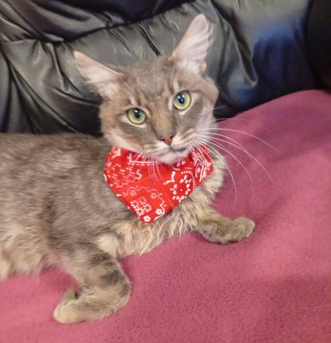 Gastón fue encontrado con su mandíbula quebrada. Fue operado y ya está recuperado. Tiene entre 12 y 18 meses. Está castrado y desparasitado. Es muy amoroso, sólo quiere recibir mimos y amor. Si deseas darle un hogar para siempre, comunícate al +56986439491. Favor RT!
#Coquimbo