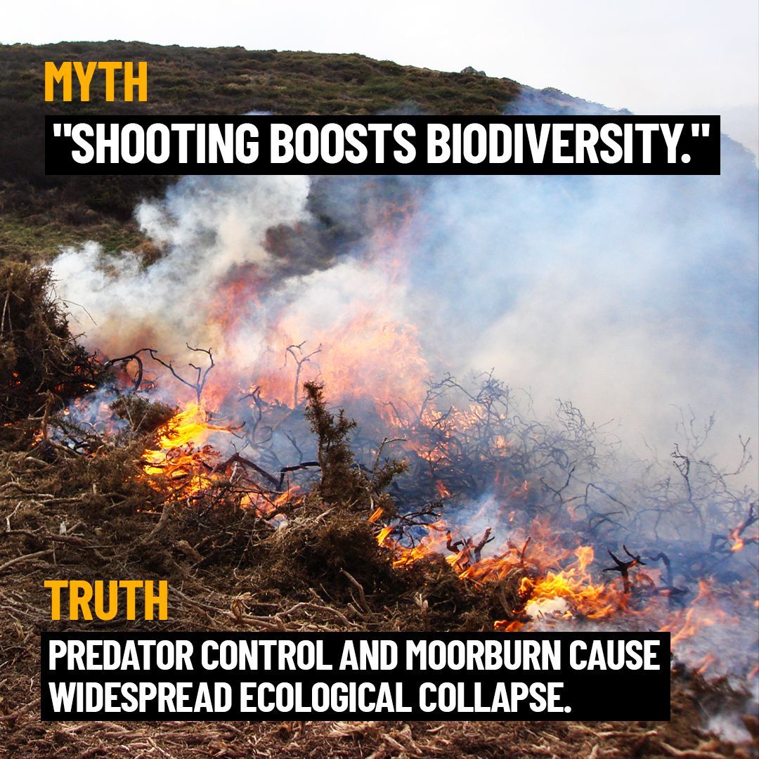 End Bird Shooting tweet media