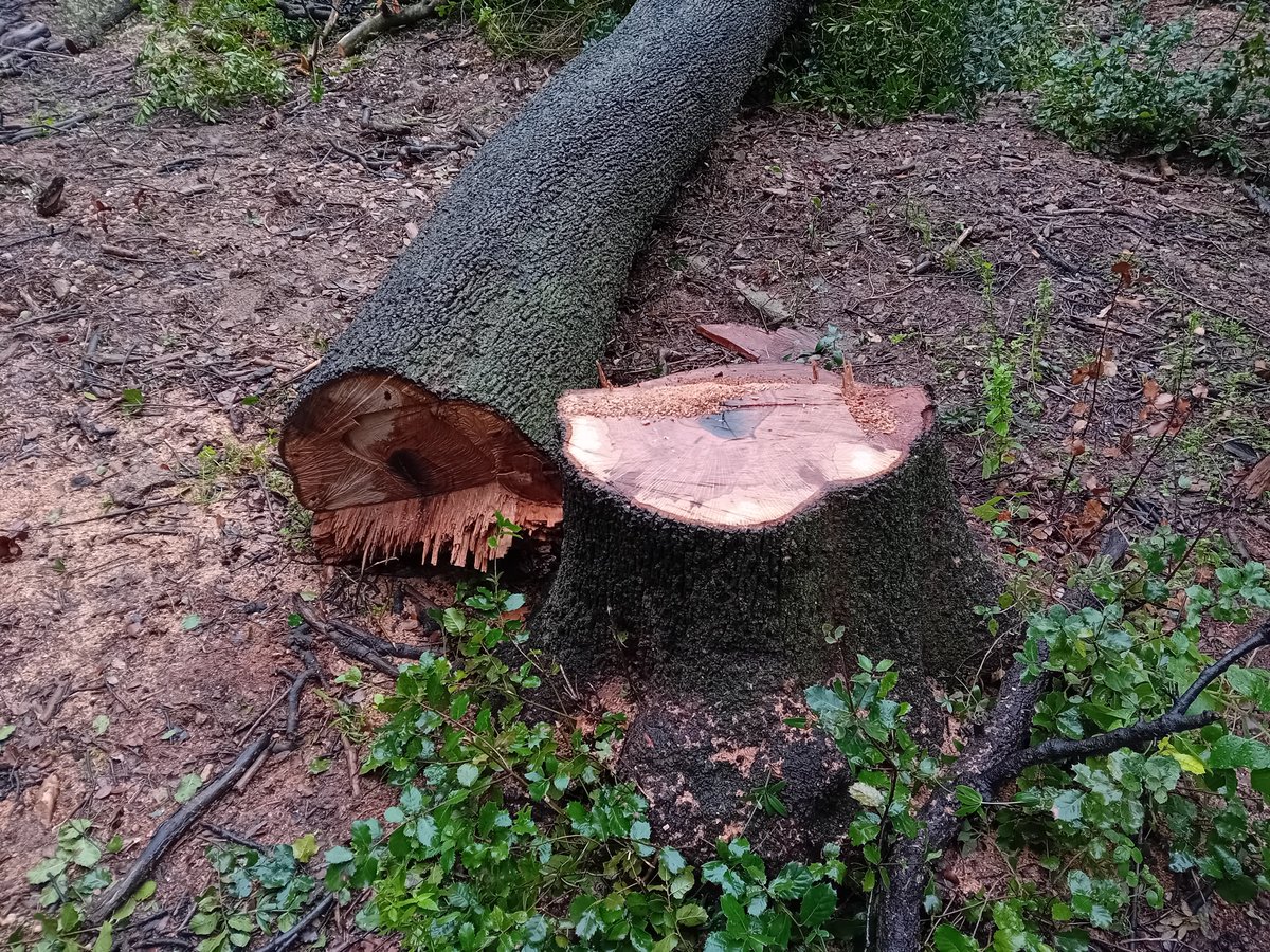 Jardins Can Sentmenat tweet media