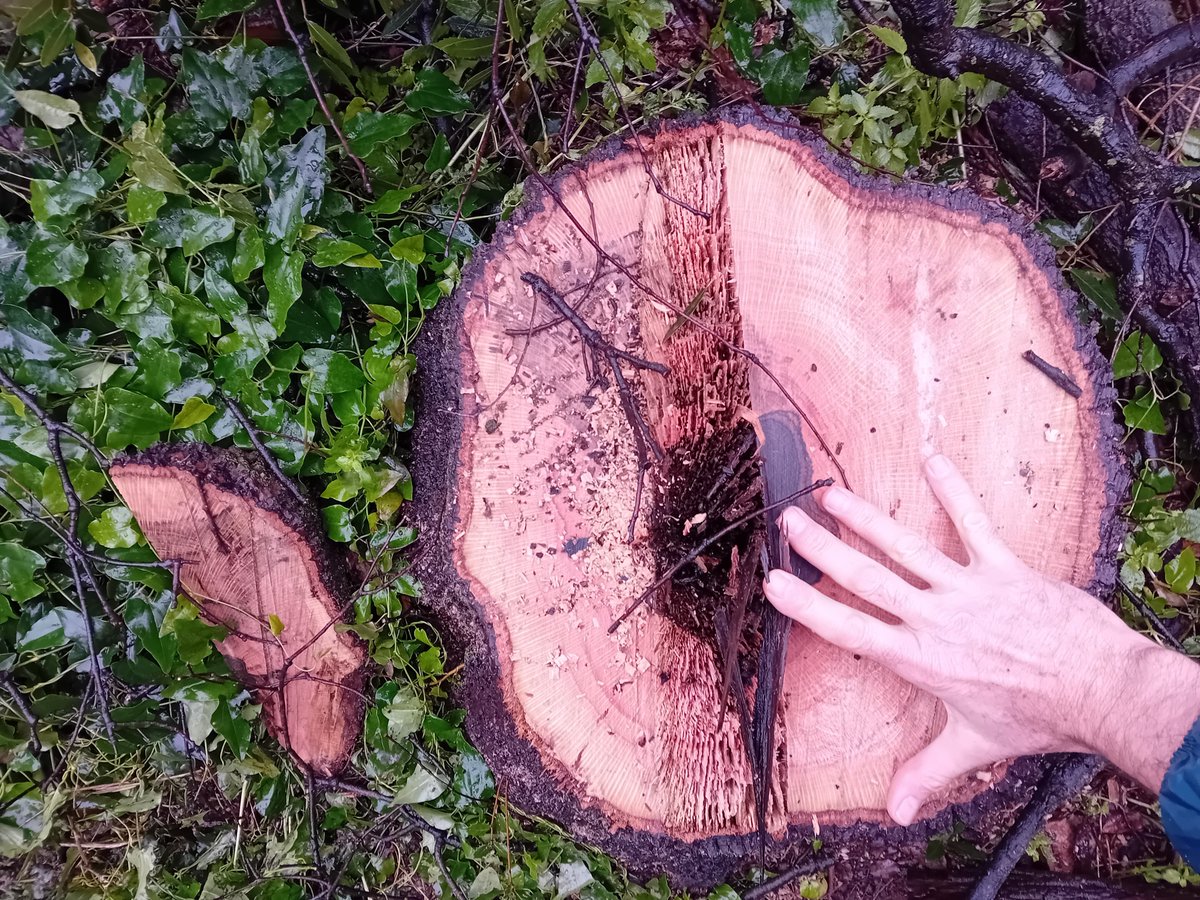 Jardins Can Sentmenat tweet media