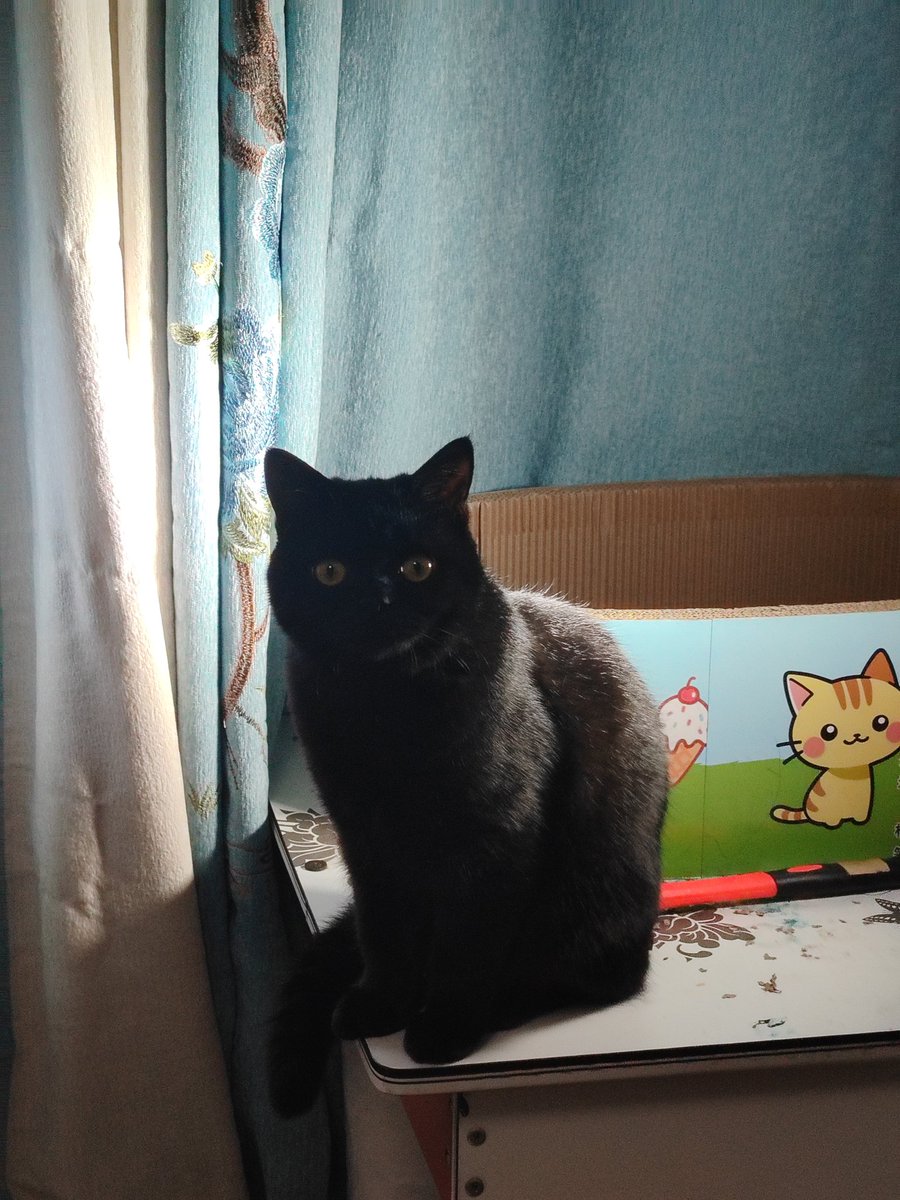 蛋挞女士 (@umigamitayi) on Twitter photo 