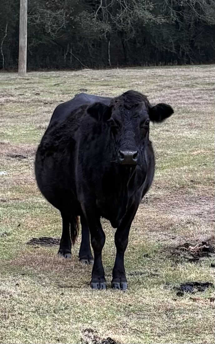 Took this yesterday… I’m sure she will wait and drop that calf in the middle of the ice storm probably at night or when the temperature is the lowest… but like Corb Lund says… Got to have cows around..🤠