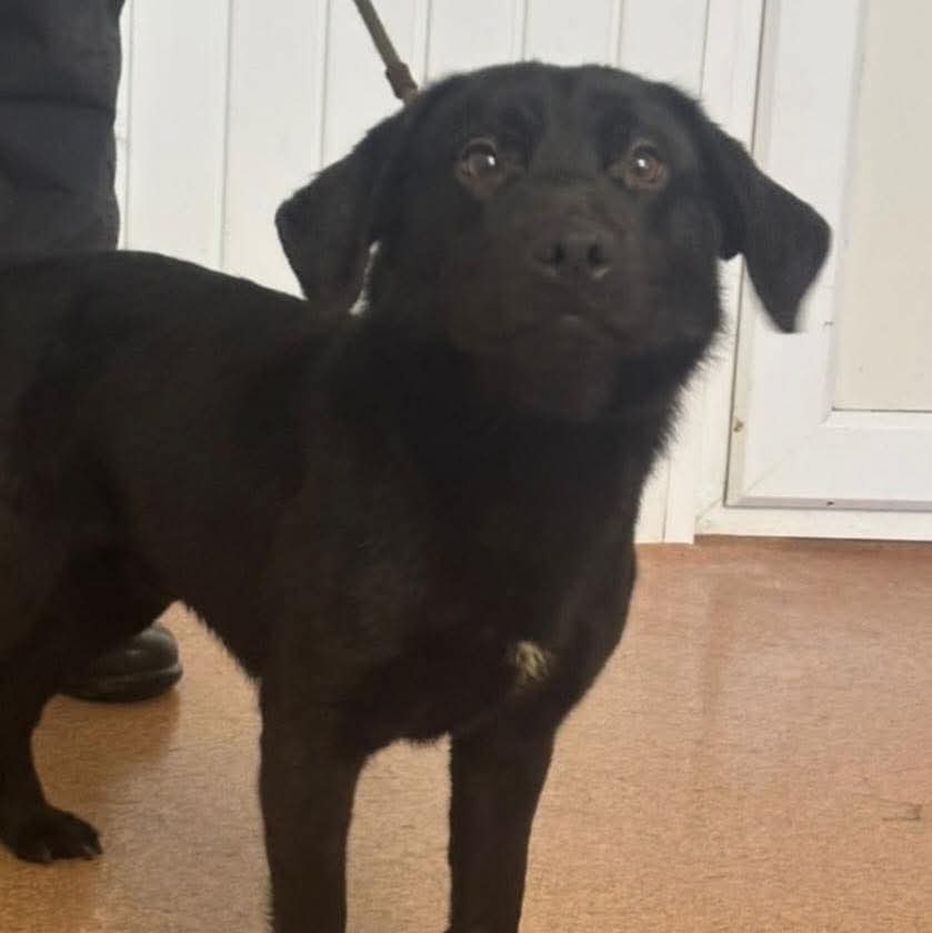 team_greenacres's tweet image. 🐕FOUND DOG🐕 

🐶 Male #labrador cross

📍Found: Steynton, Milford Haven #Pembrokeshire #wales 

🐾 No microchip or ID

If this is your dog please: 

📞 01437 781745 (9am-5pm) 

📧 team@greenacresrescue.org.uk 

🆔 Proof of ownership &amp;amp; council release fee required

🐶If