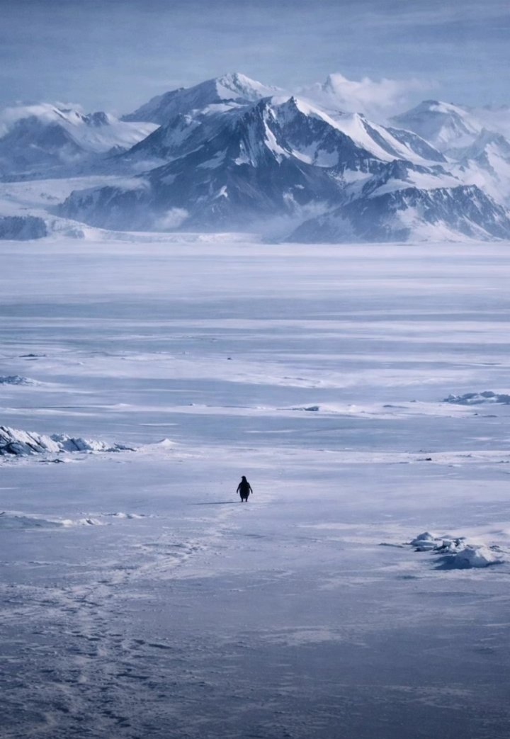 mjsingh29's tweet photo. it’s about solitude. realizing that you dont belong to others. admitting that solitude is the only way to be truly yourself

it’s not about others watching you and admiring you. it’s about living true to yourself. shining yet not needing anyone to witness it🍁

#Penguin https://t.co/9JdUGaUHCX