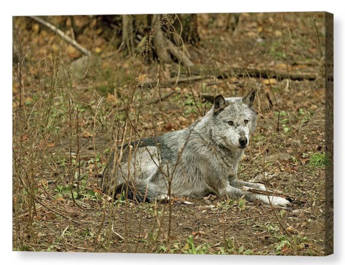 shonna99784's tweet photo. Resting Wolf in Autumn Forest - Canvas Print https://t.co/TVJKUxP8MY

#Resting #Wolf #AutumnForest #GreyWolf #CanvasPrint #FineArtPrints #WallArt #HomeDecor #ShonnaHawkinsPhotography #BuyIntoArt https://t.co/nZawjFiUxJ