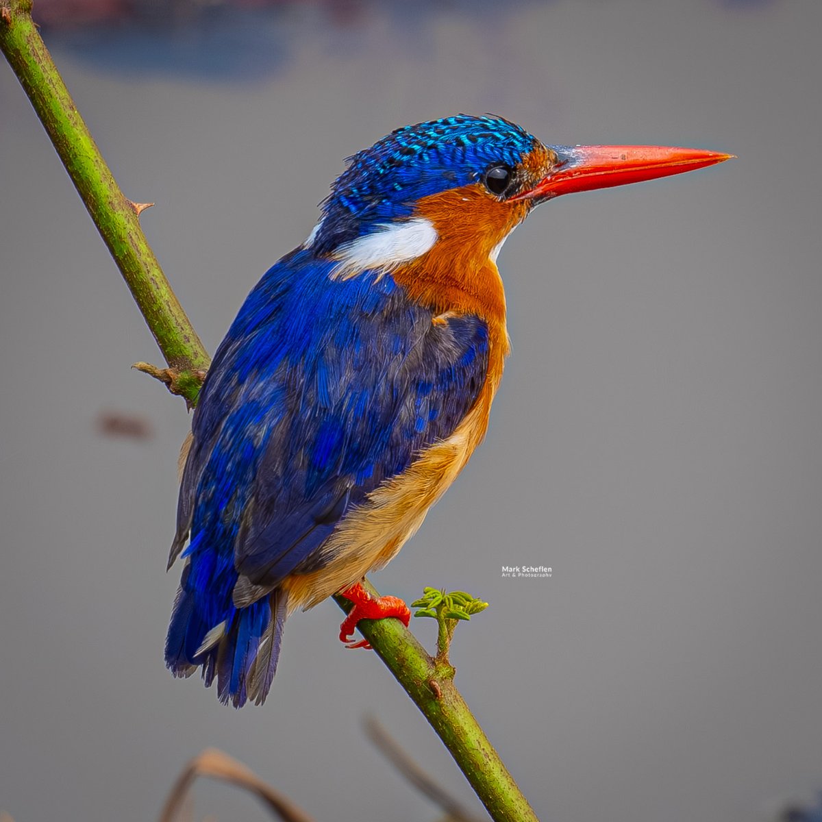 Mark Scheflen (kiboko_mark) tweet media