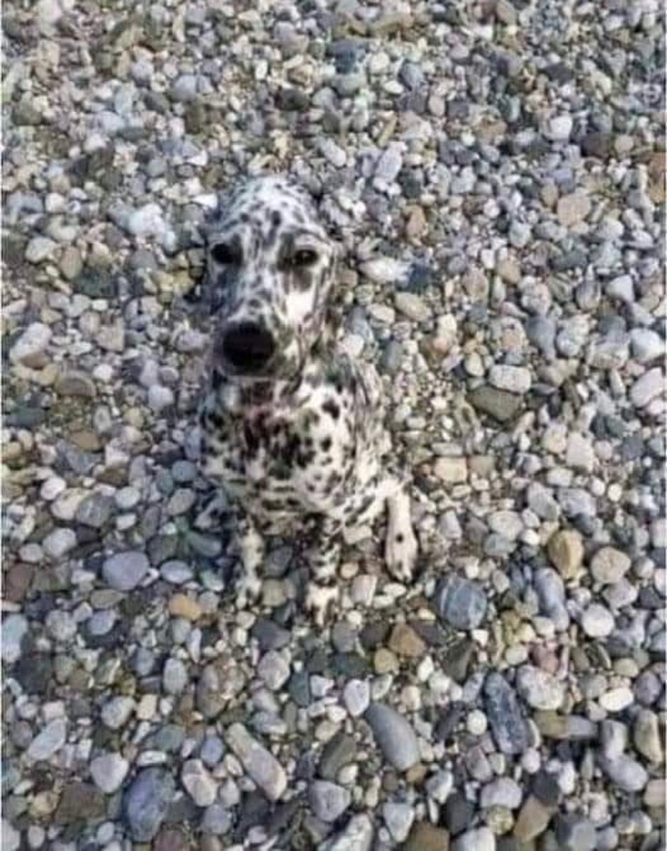 𝐌𝐚𝐭𝐭 𝐏𝐢𝐧𝐧𝐞𝐫 tweet media