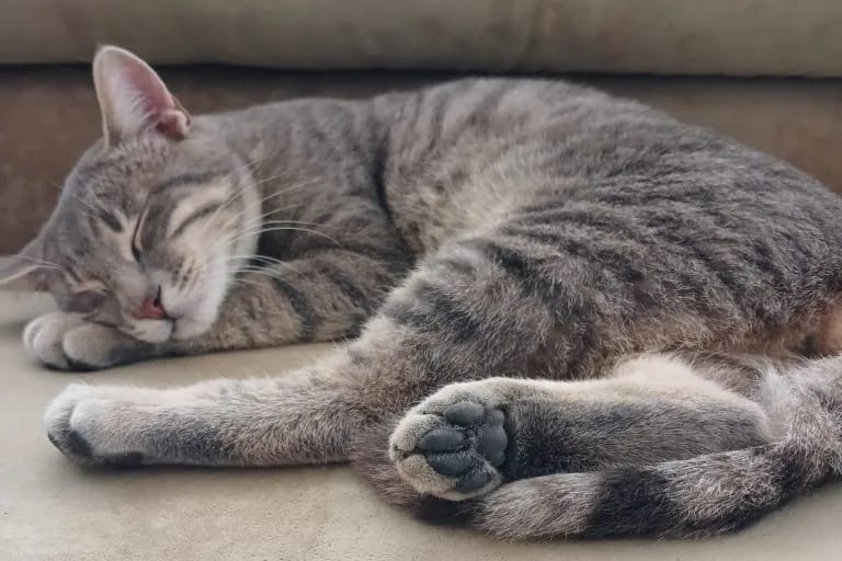 Çürüttüğünüz Toplumun Yıkıcılığı 

Duman... Muğla Sıtkı Koçman Üniversitesi, Bodrum Yerleşkesi Güzel Sanatlar Fakültesi'nde öğrencilerin baktığı sevimli kedi, 14 Ocak tarihinde yine bir öğrenci tarafından katledilmiş halde bulundu. 
Yazının devamı için👇👇
bit.ly/49EEI57