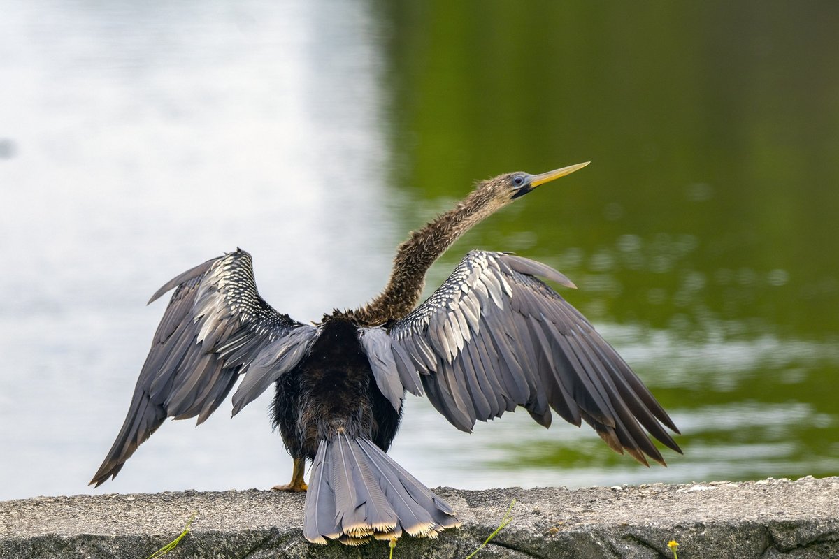 NotJackLinFL's tweet image. I only encountered black ice once. Two 360's later I somehow recovered it.  Cancelled my plans IN GA and came back to Fort Lauderdale! But not before busting my ass on sidewalk ice at QuikTrip from a faucet they had cracked open. I have been a global warming proponent ever since
