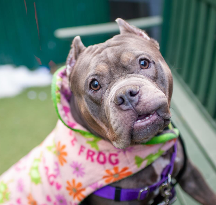 NMBewitched's tweet image. #saturdaymorning  
#AdoptionisaPassion 

Sweetheart🥰😇😍
Who else could it be? 

She would like to remind you, 
I am still waiting for YOU! 

Plus it is cold outside🥶☃️❄️
#IceStorm 
Hurry &amp;amp; #AdoptMe 
nycacc.app/#/browse/244251