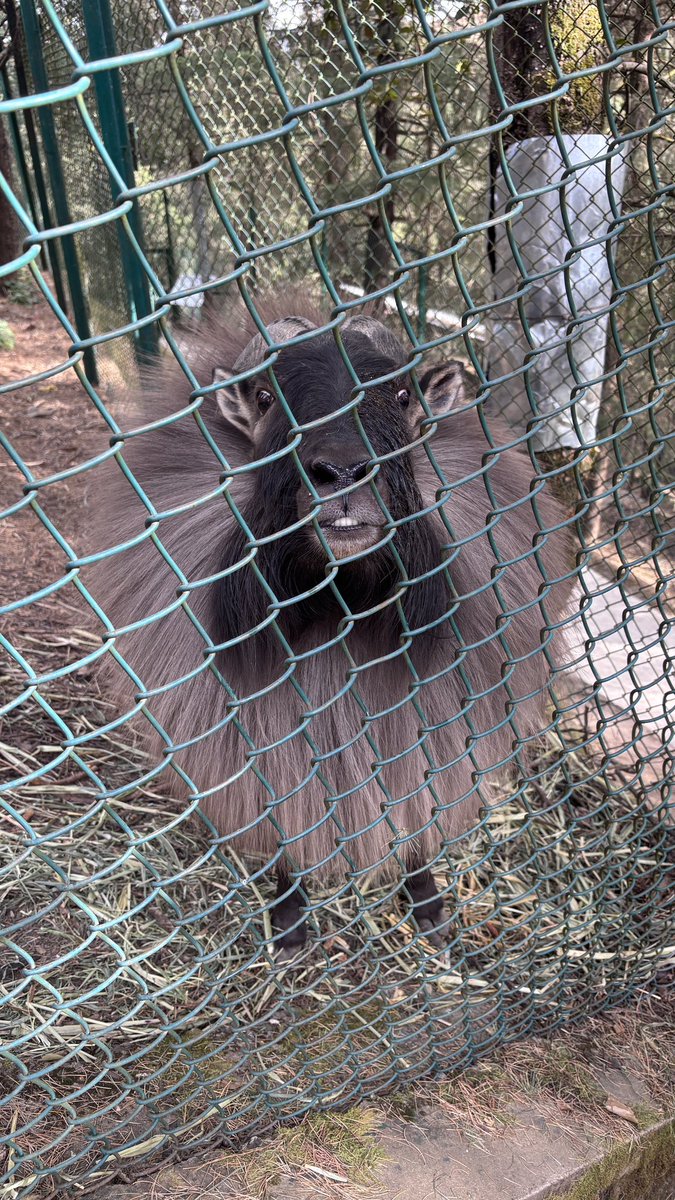 मौत का भी इलाज हो शायद

ज़िंदगी का कोई इलाज नहीं..😖

#Zoo #Animal #NatureWhispers