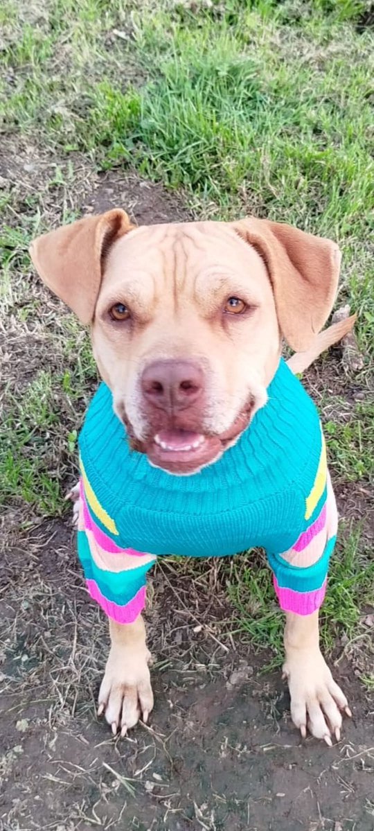 Ricevo,condivisione ancora per Kira❤️nessuna richiesta...o anzi...tante prese per il c..oHa 5 anni. Sterilizzata buonissima...solo no gatti e cagnoline femmine. Nessuno è perfetto. Kira aspetta una famiglia. 
Si trova a Biella info whatsapp 3474442897