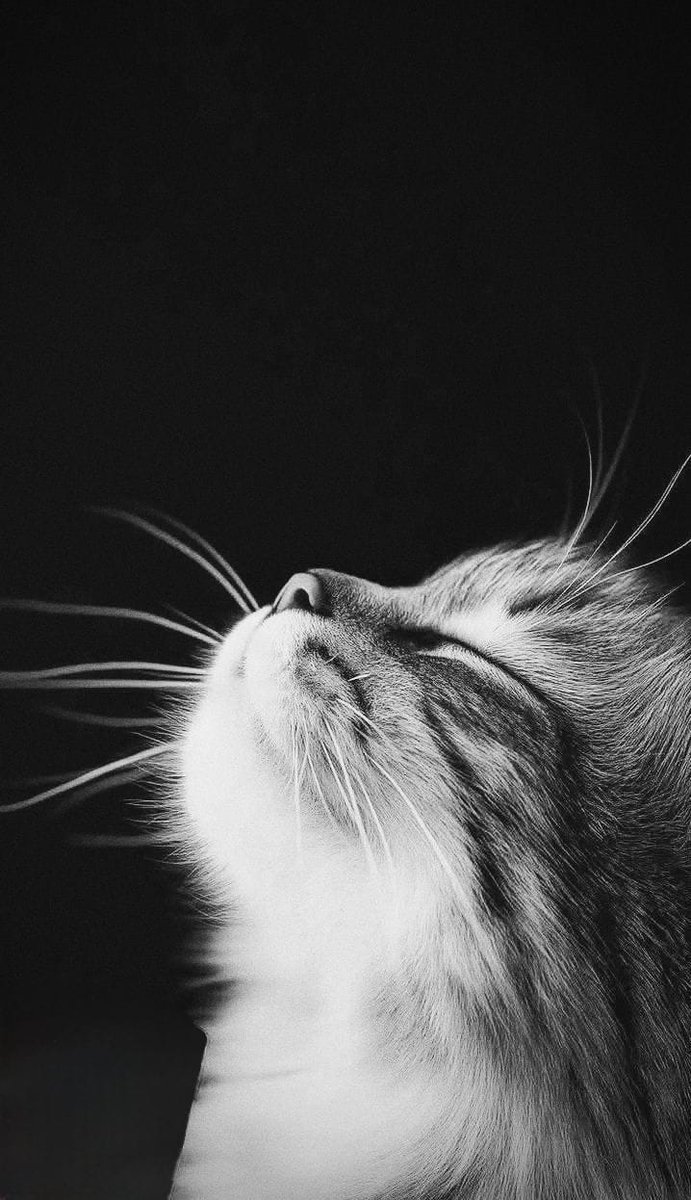 Cats tweet media