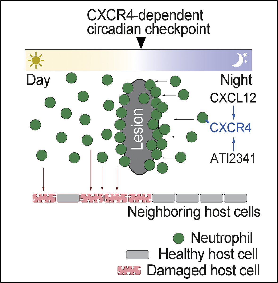 JExpMed's tweet image. Aroca-Crevillén, @AndrsHidalgo16 et al identify a circadian checkpoint in #neutrophils, mediated by the CXCL12–CXCR4 axis, that limits tissue injury by inhibiting their intrinsic circadian clock hubs.la/Q03_6K9C0

📘 #Immunology Update Winter 2026 👉hubs.la/Q03_6Jb90
