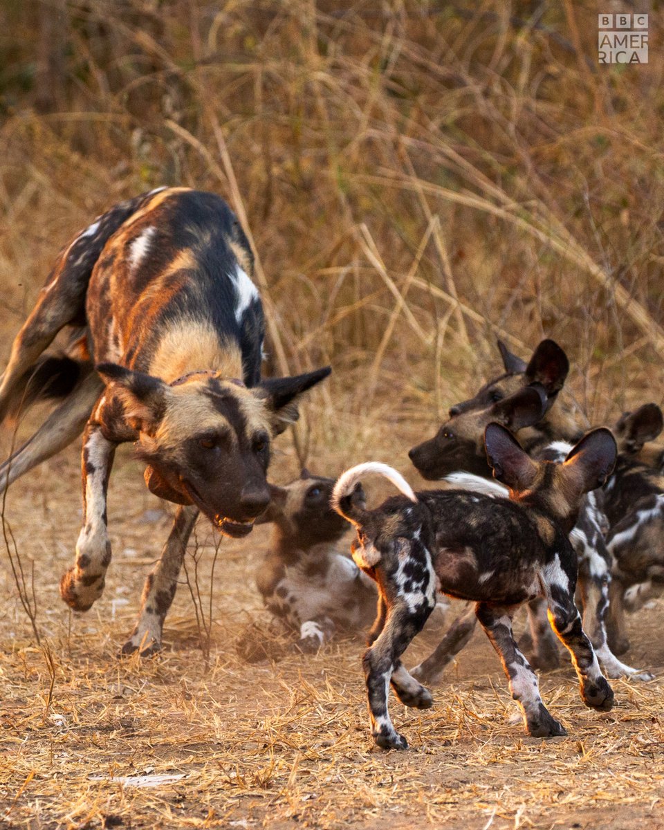 BBC America tweet media