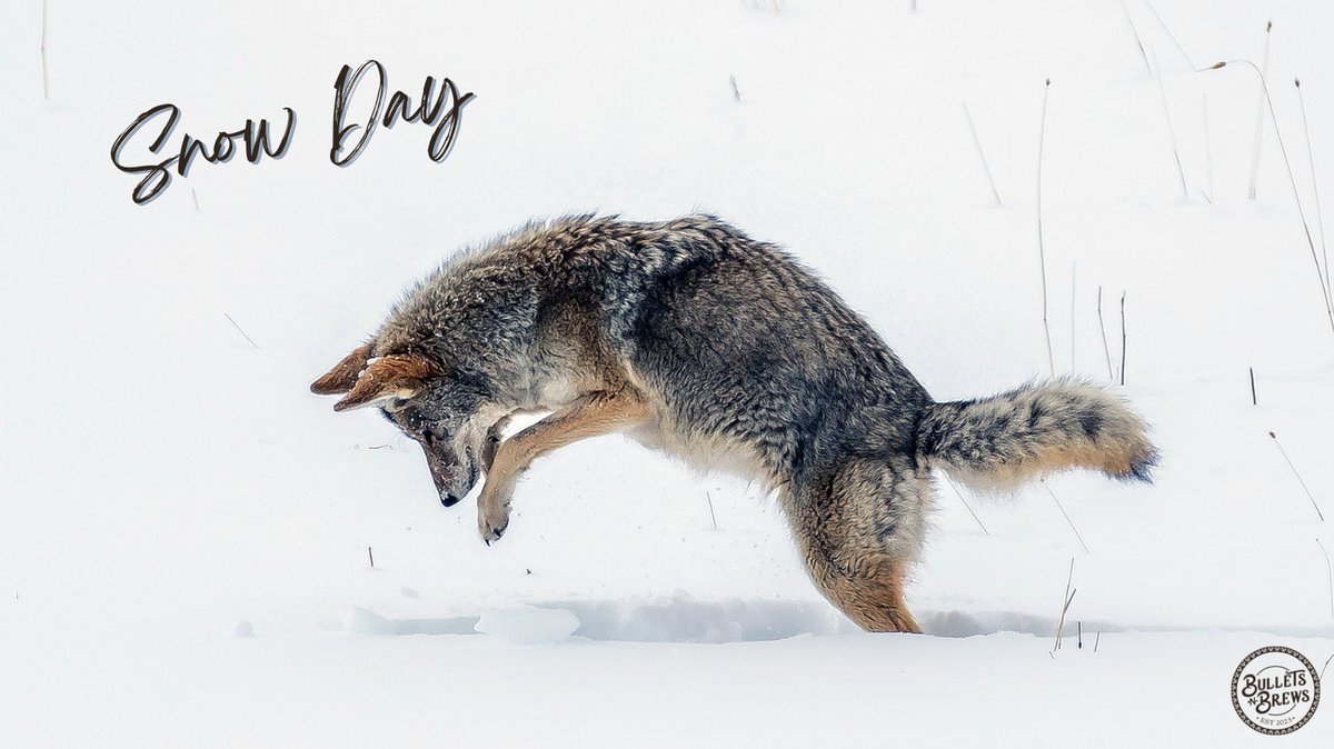 Snow Day!  Enjoy the beauty of this winter day!

bulletsnbrews.com