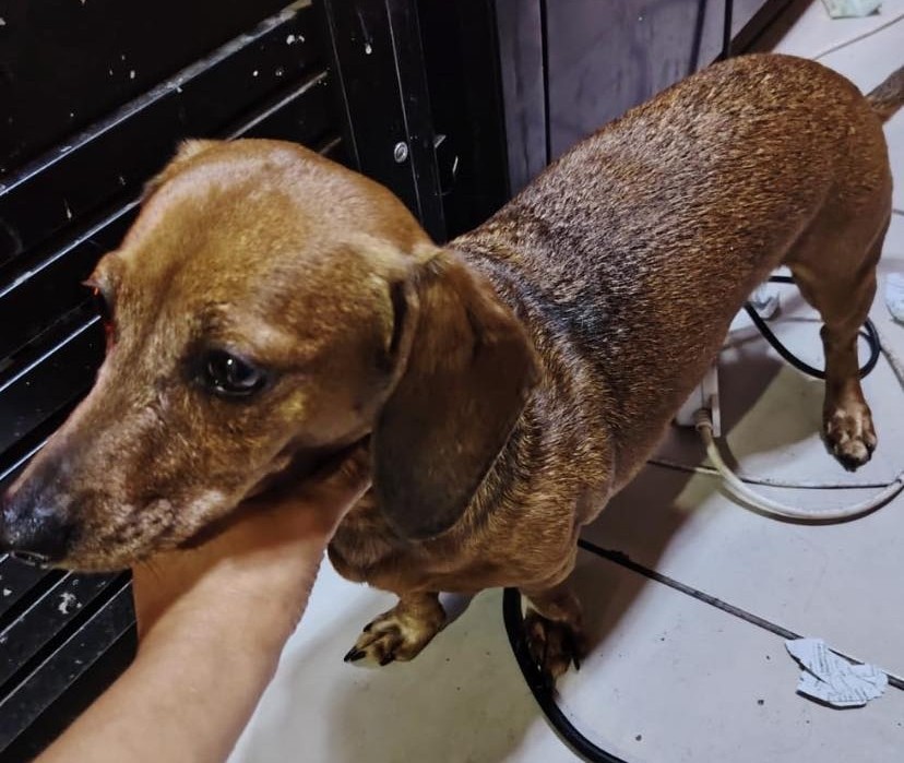 Encontraron a esta perrita frente a Villa Italia en la comuna de Lirquén. Si la reconoces, comunícate al +56964437879. Favor RT por si su familia la está buscando!
#Lirquén