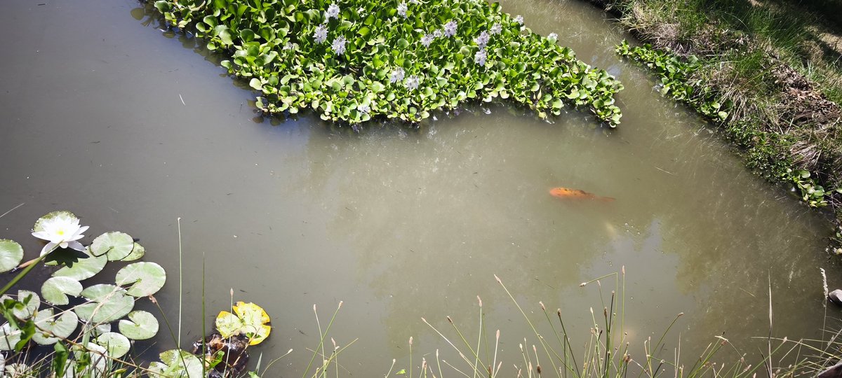 Mini laguna con nenúfar blanco (flor de loto) y lirio de agua y hermosos peces koi 😊