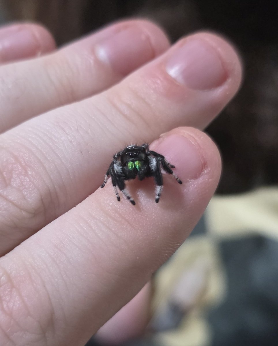 MajorTxm's tweet photo. @StarfishStudios Speaking of updates... 👀 Could we pls get little jumping spiders we can tame? They can be like the size of bees/parrots so they're significantly smaller than regular spiders. Find them in hotter climates? Jungle, desert etc?
Photo is my soroa jumping spider 🕷 https://t.co/bYc9NML5HS