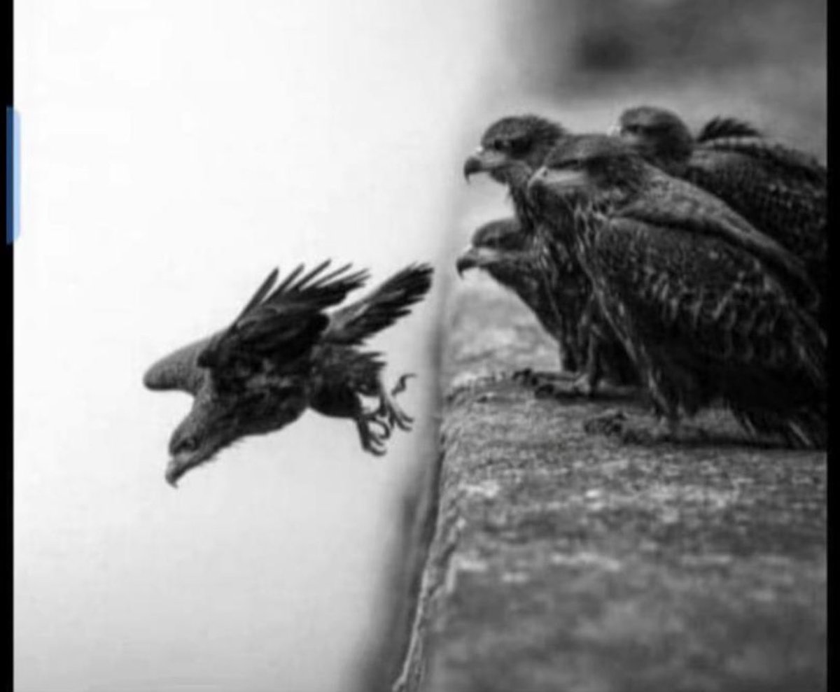 cent_clint's tweet photo. Drop a comment about this picture 🦅🦅 🦅 https://t.co/arpoZnbILK