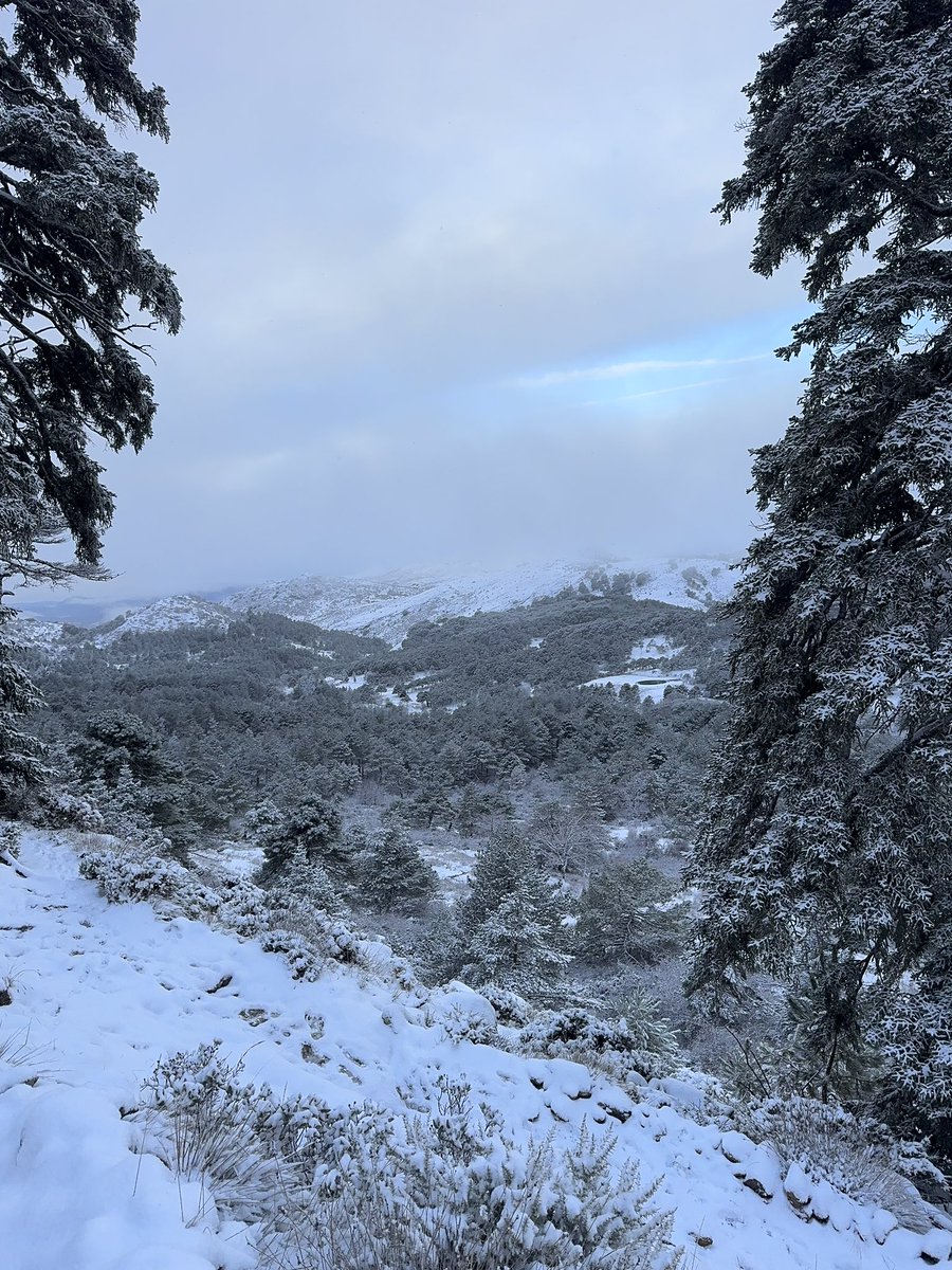 nachocampos96's tweet photo. Resumen del día por la Sierra de las Nieves tras la enorme nevada. Tenéis más en mi insta @exploratunaturaleza https://t.co/I0gJsJrnJI