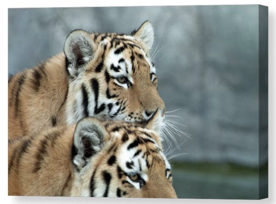 shonna99784's tweet image. Two Tigers in Close Companionship - Toronto, Ontario - Canvas Print shonna-hawkins.pixels.com/featured/two-t…

#TwoTigers #Close #Companionship #AmurTigers #TorontoOntario #CanvasPrint #FineArtPrints #WallArt #HomeDecor #ShonnaHawkinsPhotography #BuyIntoArt
