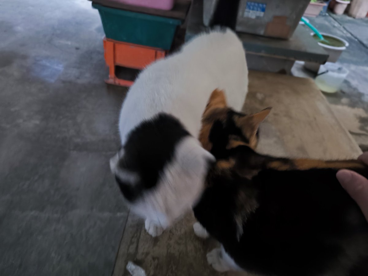 ご近所ニャンコ #猫 #ねこ #ネコ #ねっこ #ネッコ #まやー #マヤー