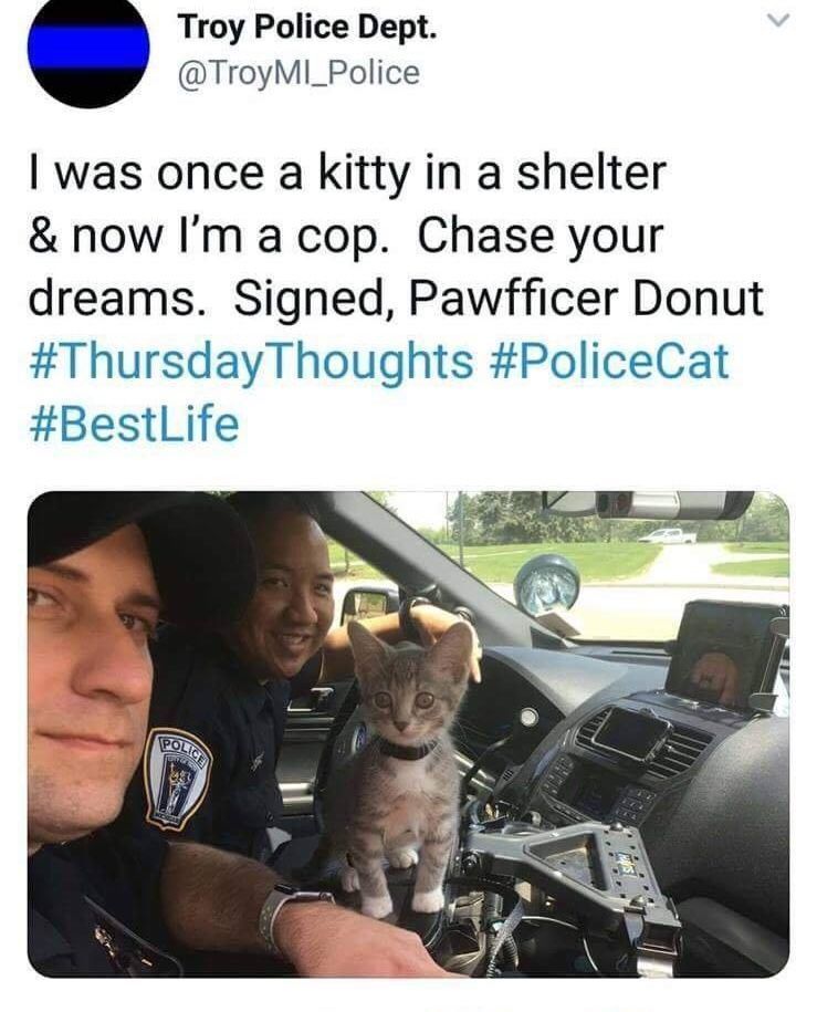 Cats and Kittens tweet media