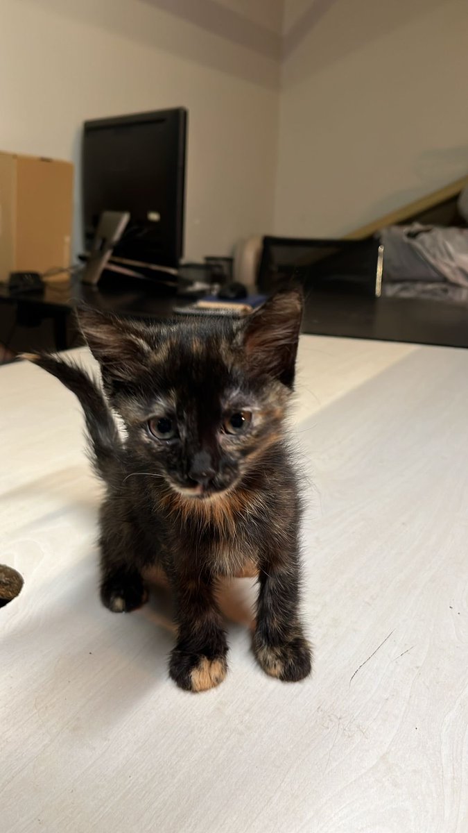 armyanimaI's tweet image. Markette anne kedi dogurduktan sonra, yavruları alıp karton kutunun içinde dışarıya bırakmışlar yavrular sırılsıklam kalmış, sonra çalışan bir görevli fark edince hepsini tek tek kurutmuş biraz da büyümüşler bu yavrulara yuva arıyoruz arkadaşlar, Citys AVM Kozyatağı