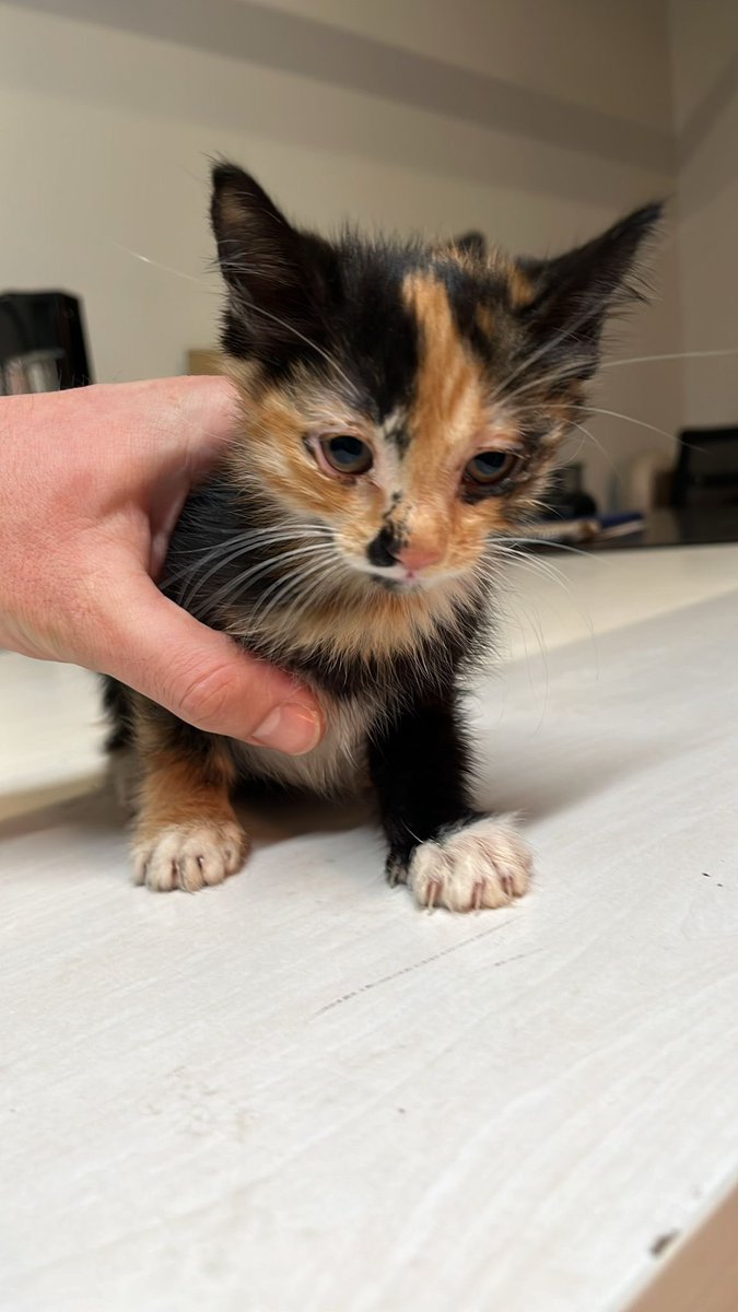 armyanimaI's tweet image. Markette anne kedi dogurduktan sonra, yavruları alıp karton kutunun içinde dışarıya bırakmışlar yavrular sırılsıklam kalmış, sonra çalışan bir görevli fark edince hepsini tek tek kurutmuş biraz da büyümüşler bu yavrulara yuva arıyoruz arkadaşlar, Citys AVM Kozyatağı