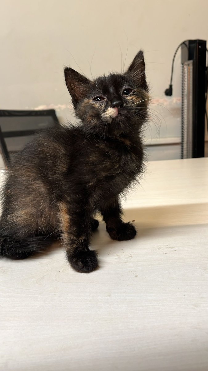 armyanimaI's tweet image. Markette anne kedi dogurduktan sonra, yavruları alıp karton kutunun içinde dışarıya bırakmışlar yavrular sırılsıklam kalmış, sonra çalışan bir görevli fark edince hepsini tek tek kurutmuş biraz da büyümüşler bu yavrulara yuva arıyoruz arkadaşlar, Citys AVM Kozyatağı