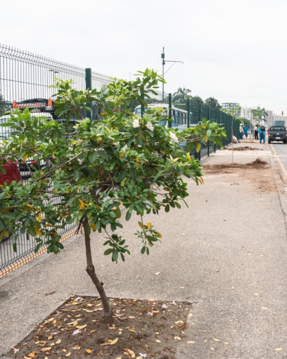 Parques EP tweet media