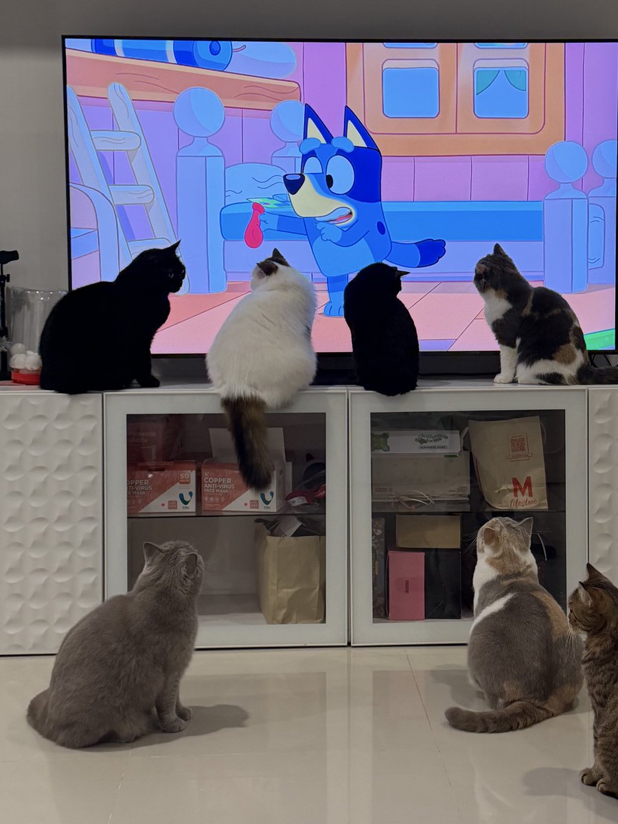 baanneemeenoo's tweet image. การ์ตูนที่แมวมองเห็นได้สร้างเรื่องมาก กลายเปงเด็กติดจอกันหมดดดด