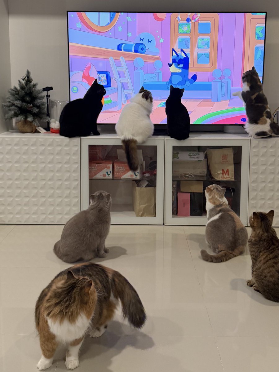 baanneemeenoo's tweet image. การ์ตูนที่แมวมองเห็นได้สร้างเรื่องมาก กลายเปงเด็กติดจอกันหมดดดด