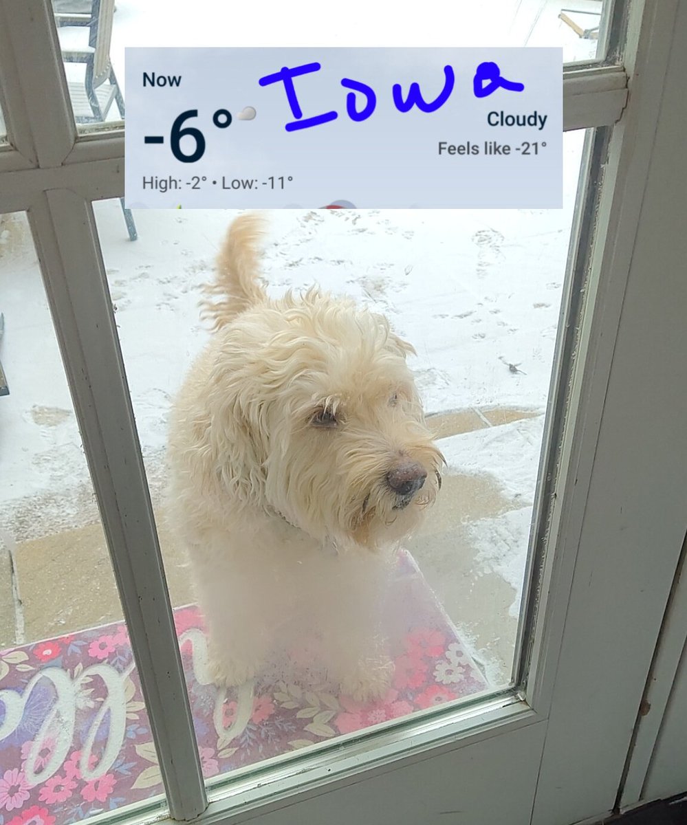 ArieDoodle's tweet image. Let me in I'm freezing my snowballs ❄️❄️ off here!!! 😂🥶🧸
#freezing #cold #dogs #AriesWorld
