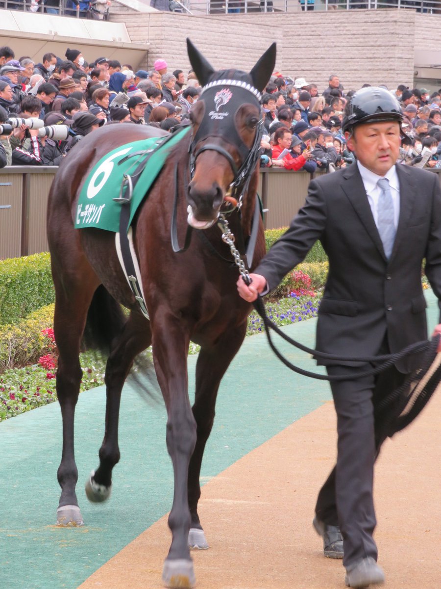 やす🐼🌿 (@enigma_silver01) / Posts / X