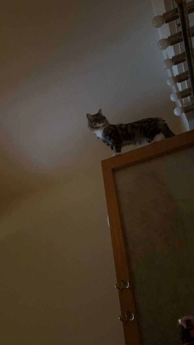 那面牆有兩百公分高
看是他下來還是我上去☺️