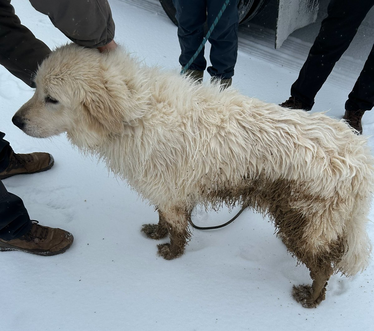 colliervillepd's tweet photo. Found Dog – Hwy 385 / Hwy 72

CPD officers located this dog on Hwy 385 near Hwy 72. He had no tags and was cold and wet, but with the assistance of TDOT, he is now safe and warming up at the Collierville Animal Shelter.

The Animal Shelter will be checking for a microchip.

If this dog belongs to you, please call (901) 457-2670.