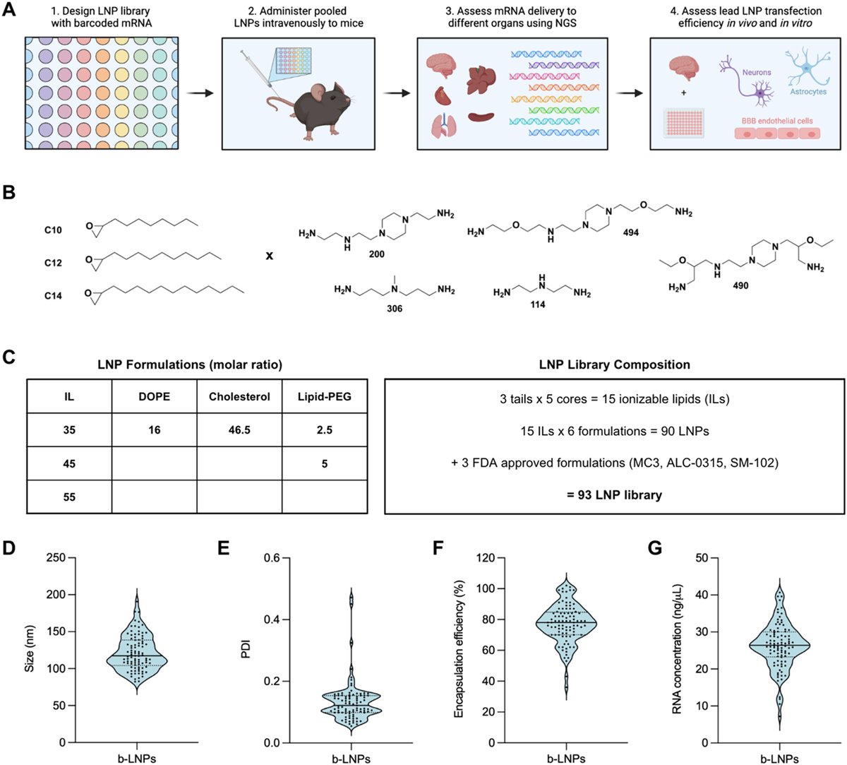 MJMitchell_Lab's tweet photo. Check out our latest in @acsnano led by @MJMitchell_Lab PhD student @_emilyhan_ in collaboration with @EliLillyandCo @SeanBedingfield on high-throughput in vivo screening via mRNA barcodes to identify LNPs for systemic mRNA delivery to the brain!

Article: https://t.co/trcXfbgQo4 https://t.co/tqDdgFiOaM