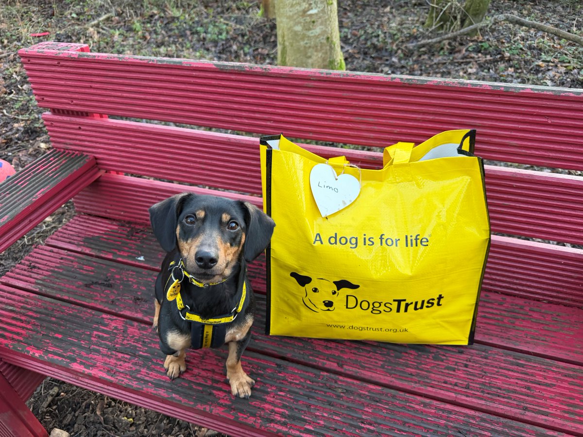 DogsTrust West Calder (Edinburgh) and Dundee tweet media